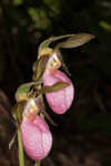 Pink lady's slipper <BR>Moccasin flower